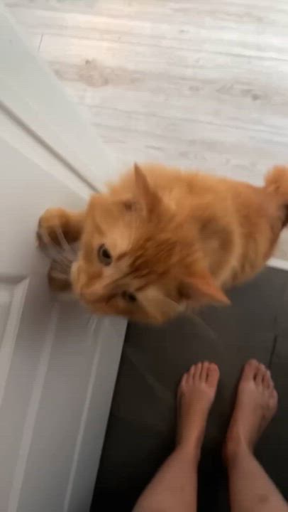 Enlarge Winnie, a ADOPTABLE Domestic Long Hair in Saint-Jacques, QC video 6/6