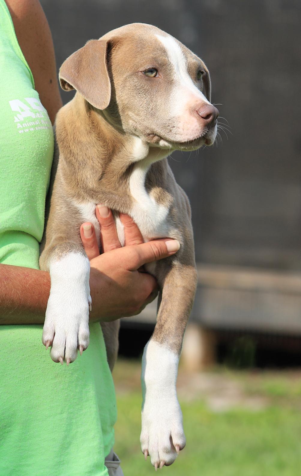 Enlarge Alaska, an adopted mixed breed in North Fort Myers, FL image 3/3