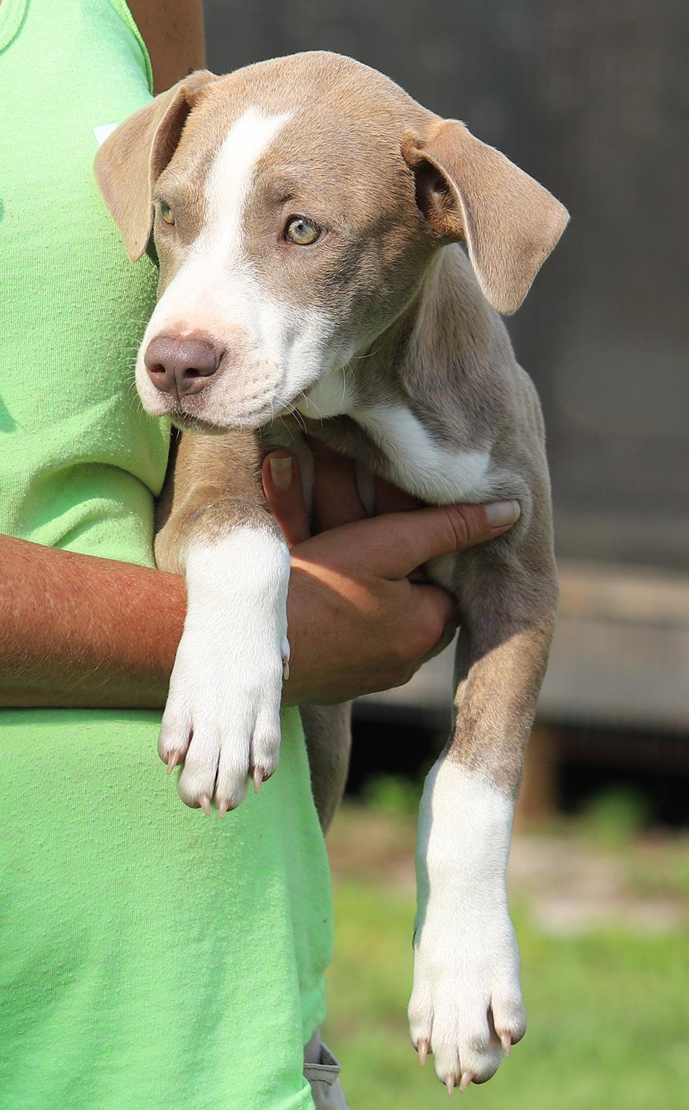 Enlarge Alaska, an adopted mixed breed in North Fort Myers, FL image 2/3