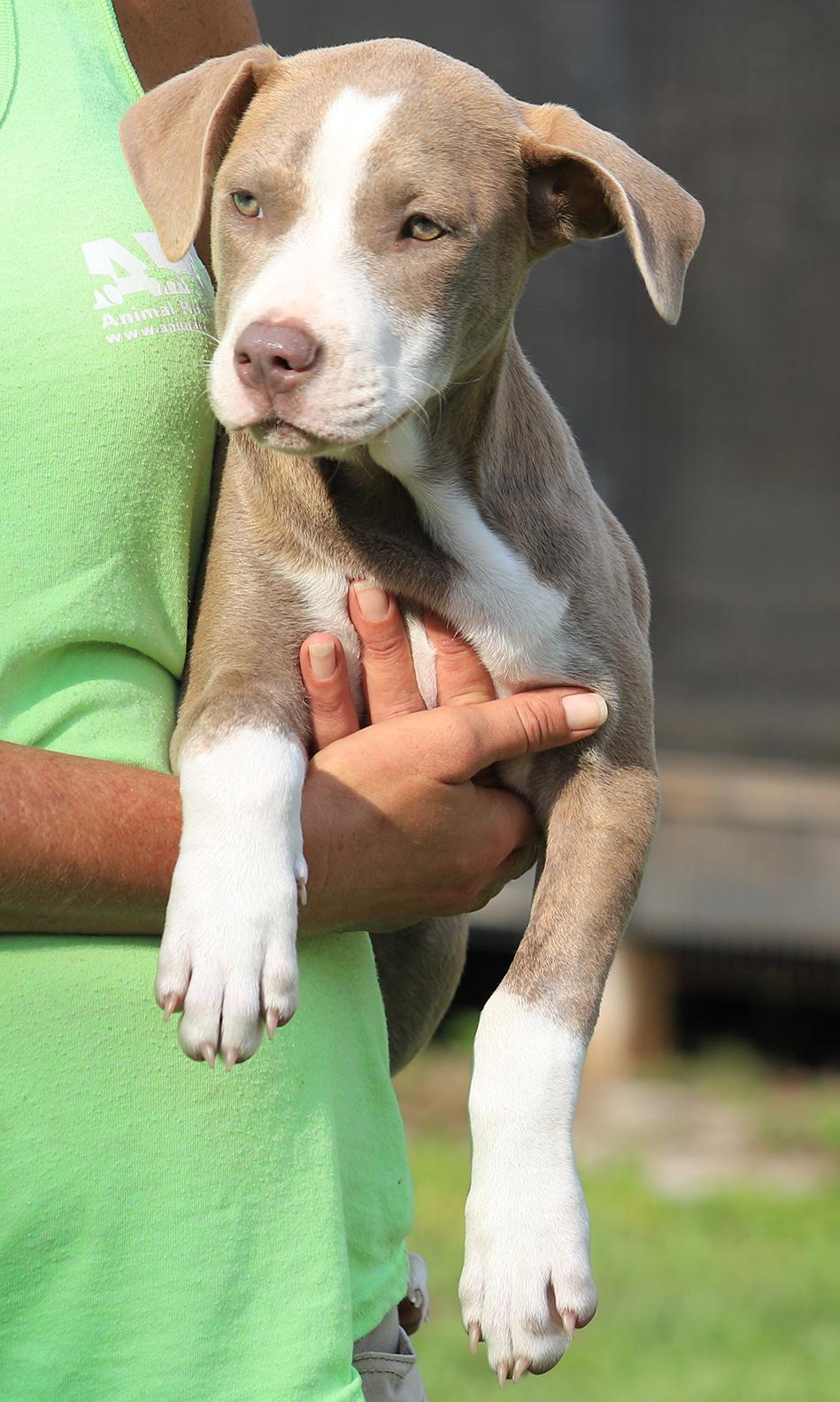 Alaska, adopted, Puppy Female American Staffordshire Terrier.