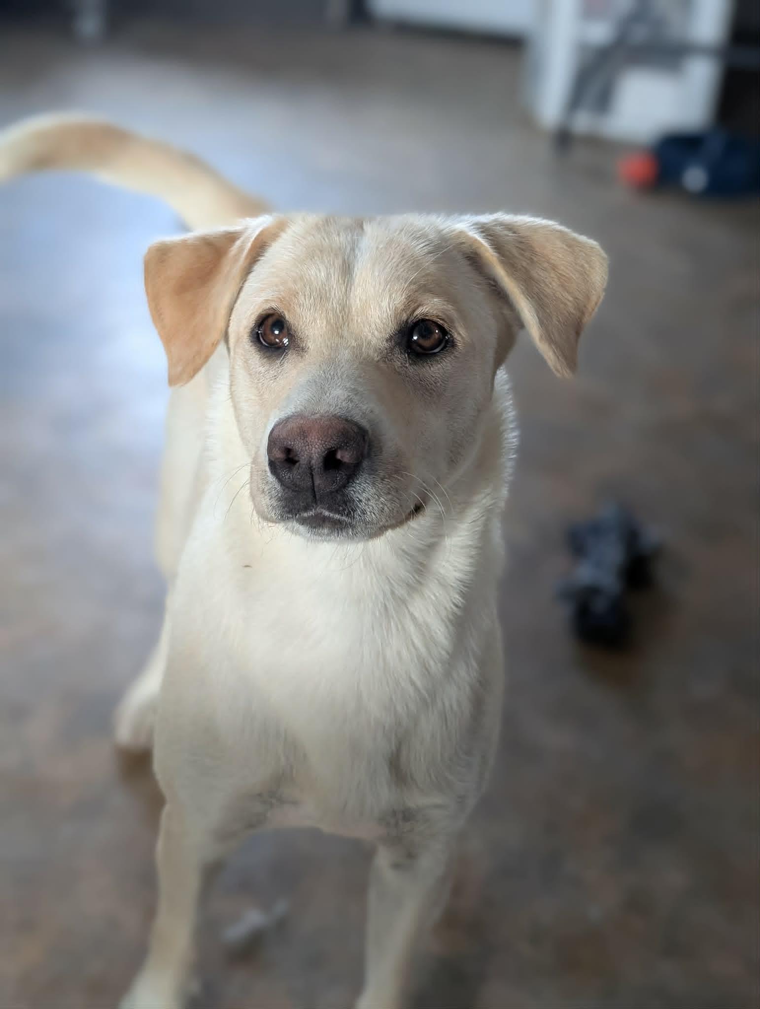 Lady, a ADOPTABLE mixed breed in Bethel, AK image 3/3