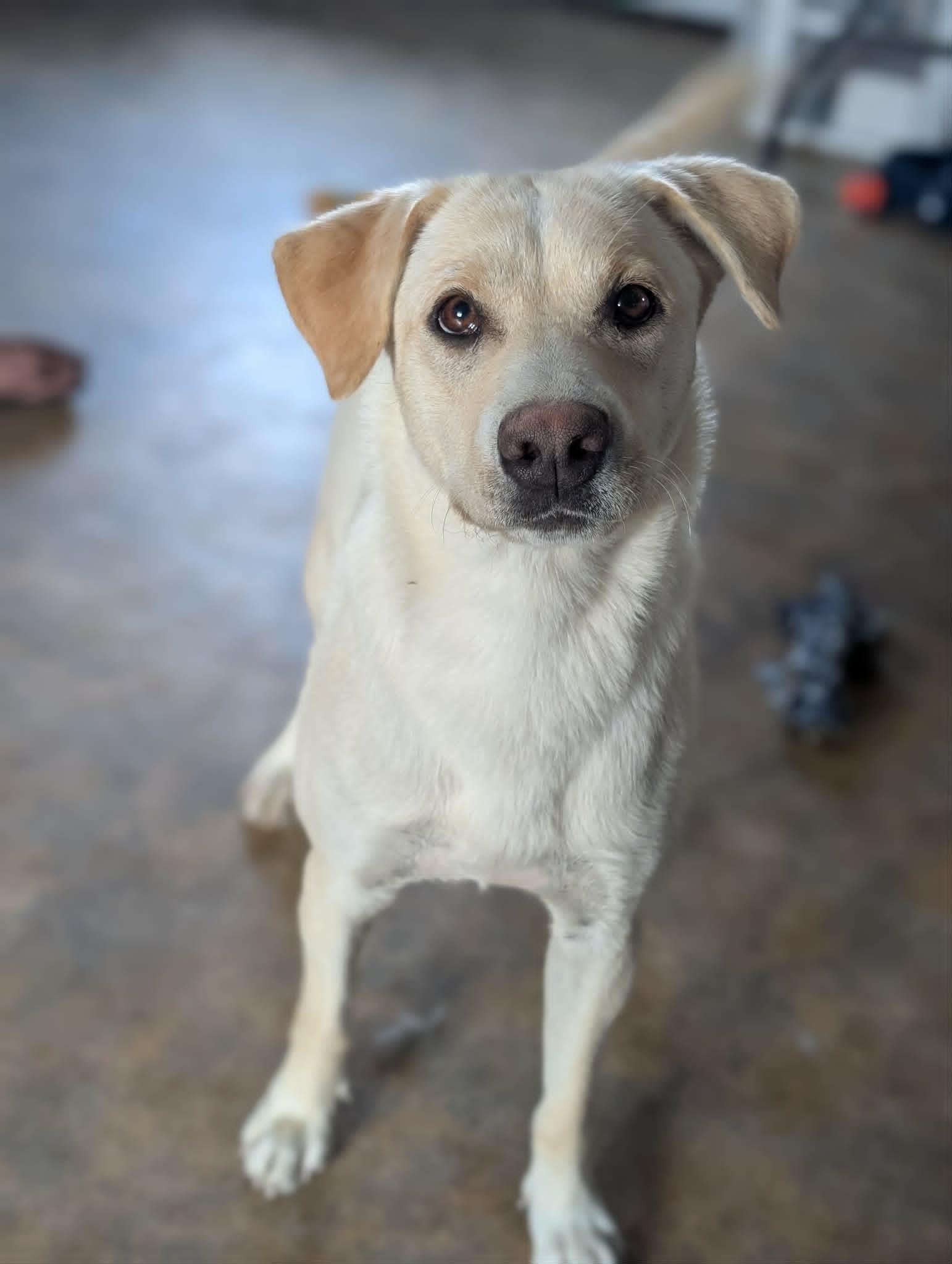 Lady, a ADOPTABLE mixed breed in Bethel, AK image 2/3