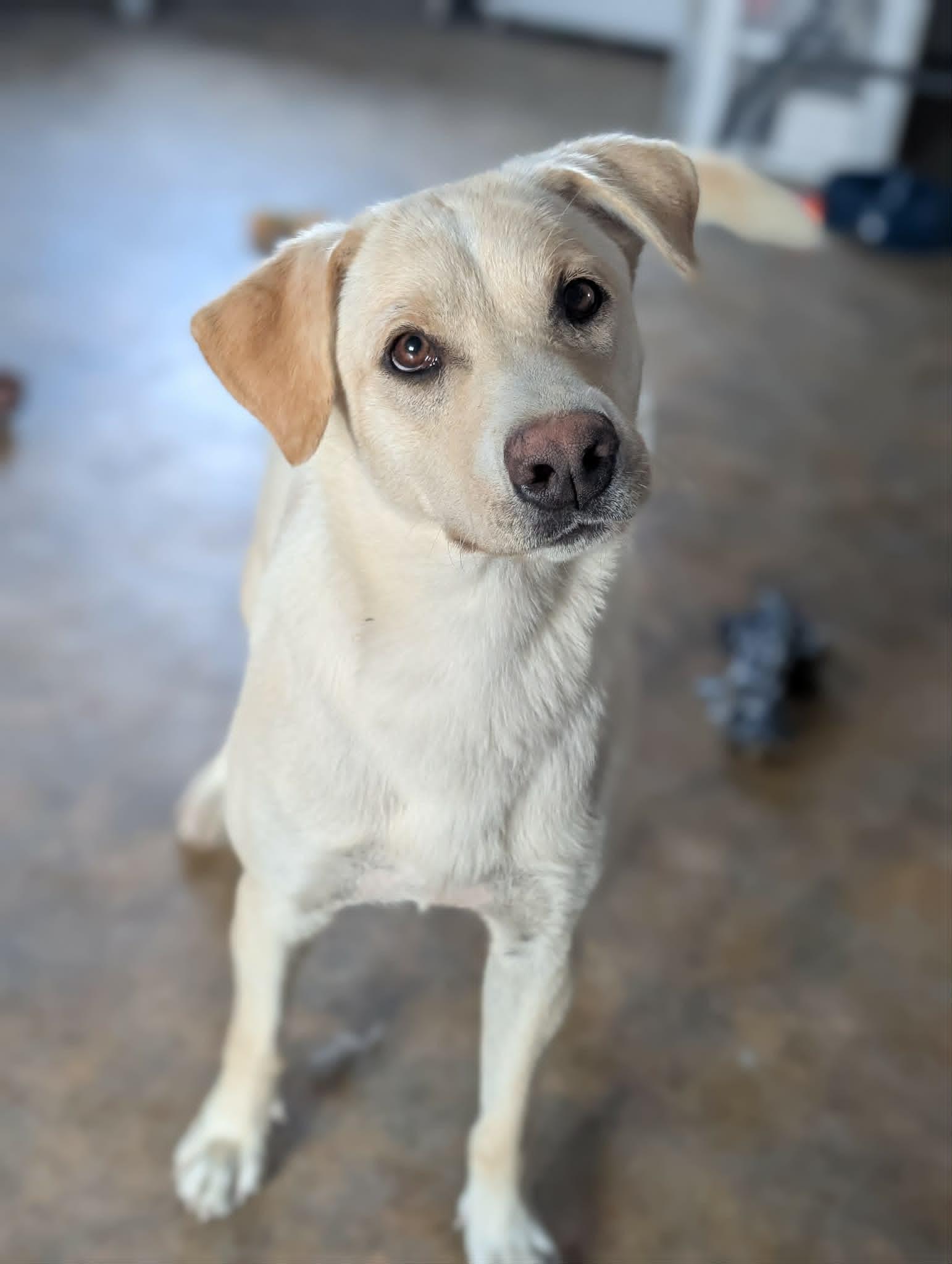 Lady, a ADOPTABLE mixed breed in Bethel, AK image 1/3