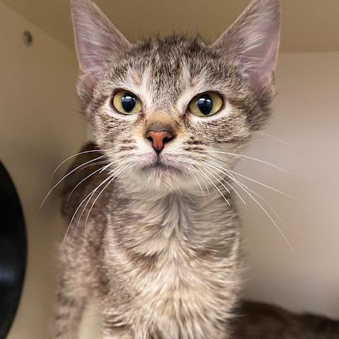 Enlarge Miss Rue Who, a Adoptable Domestic Medium Hair in Dayton, OH image 1/2