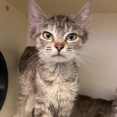 Enlarge Miss Rue Who, a Adoptable Domestic Medium Hair in Dayton, OH image 2/2