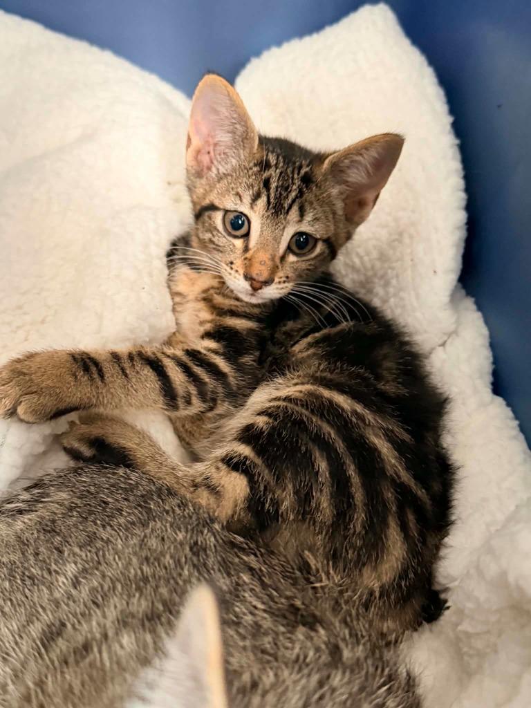 Gummy Bear, Adoptable, Kitten Male Domestic Short Hair.