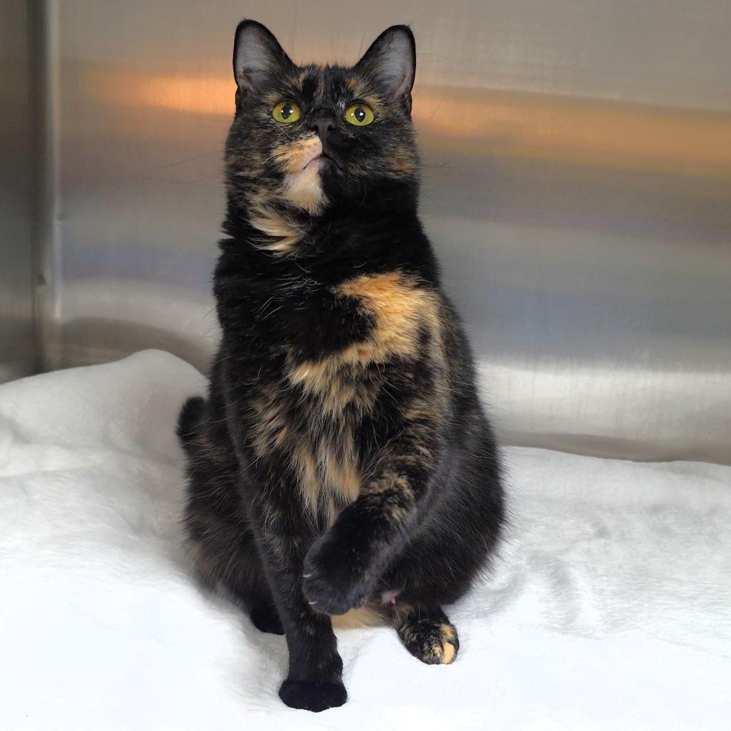 Saturn, Adoptable, Adult Female Domestic Medium Hair.