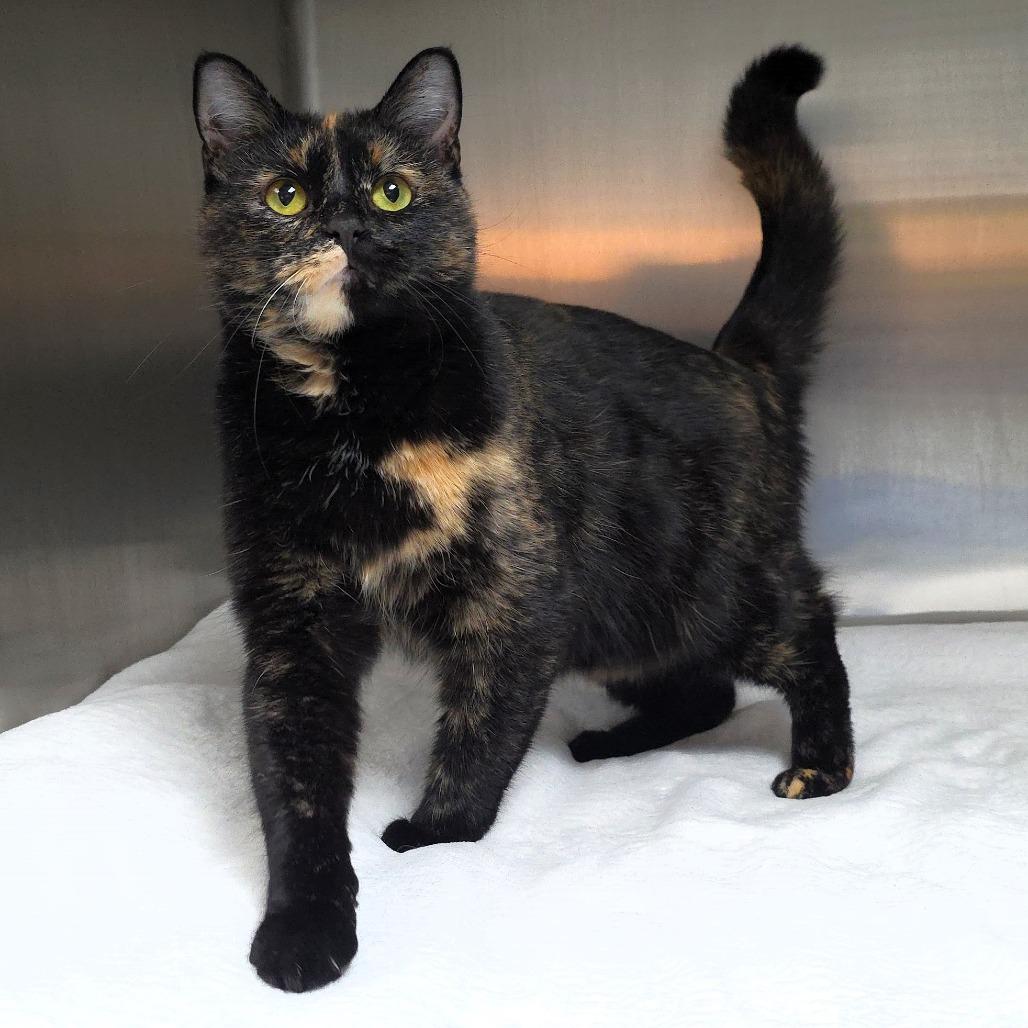 Saturn, a Adoptable Domestic Medium Hair in Michigan City, IN image 2/6