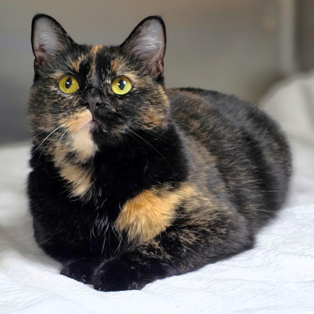 Saturn, a Adoptable Domestic Medium Hair in Michigan City, IN image 3/6