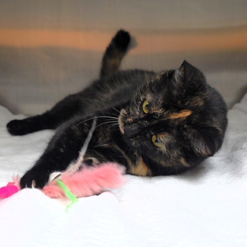 Saturn, a Adoptable Domestic Medium Hair in Michigan City, IN image 4/6