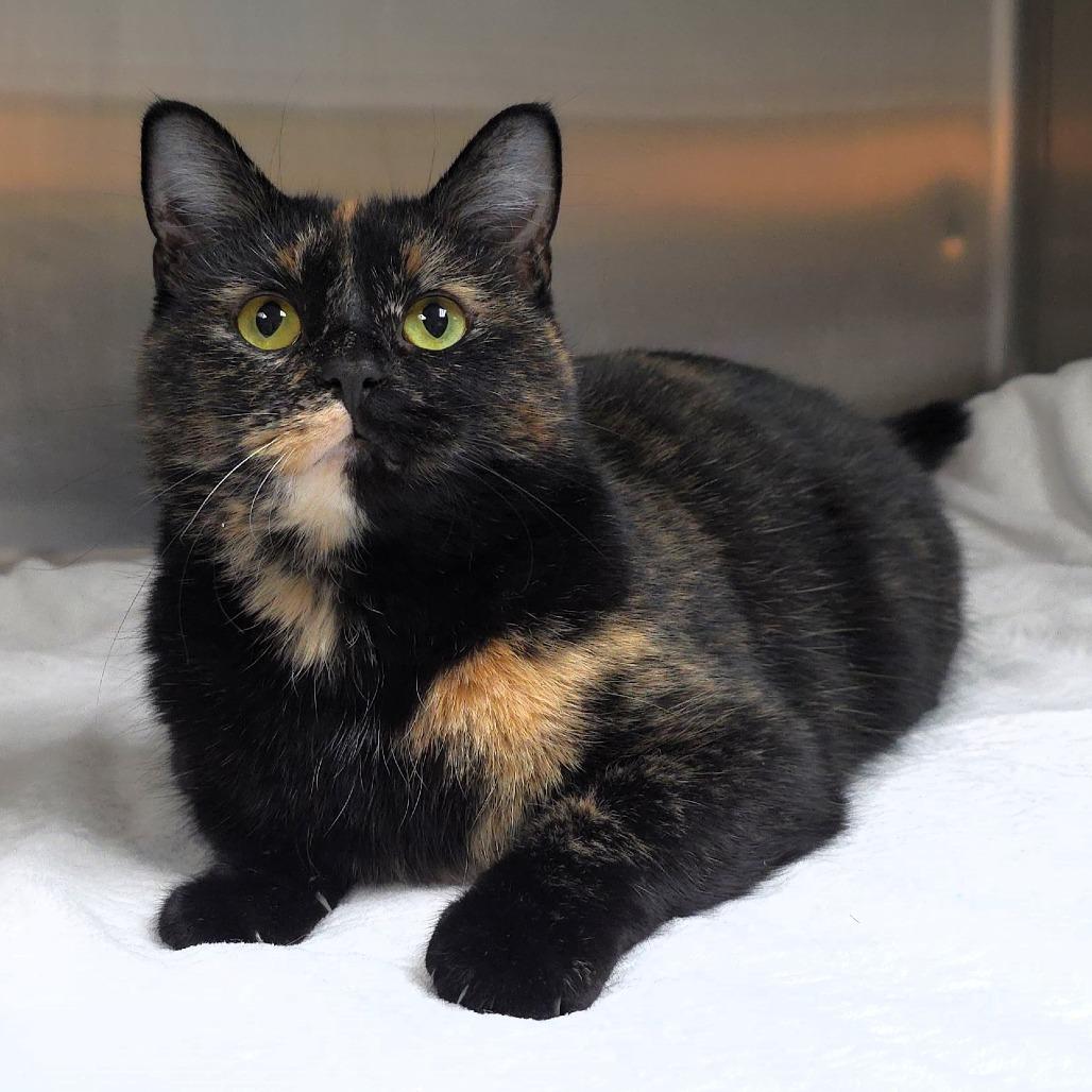 Saturn, a Adoptable Domestic Medium Hair in Michigan City, IN image 5/6