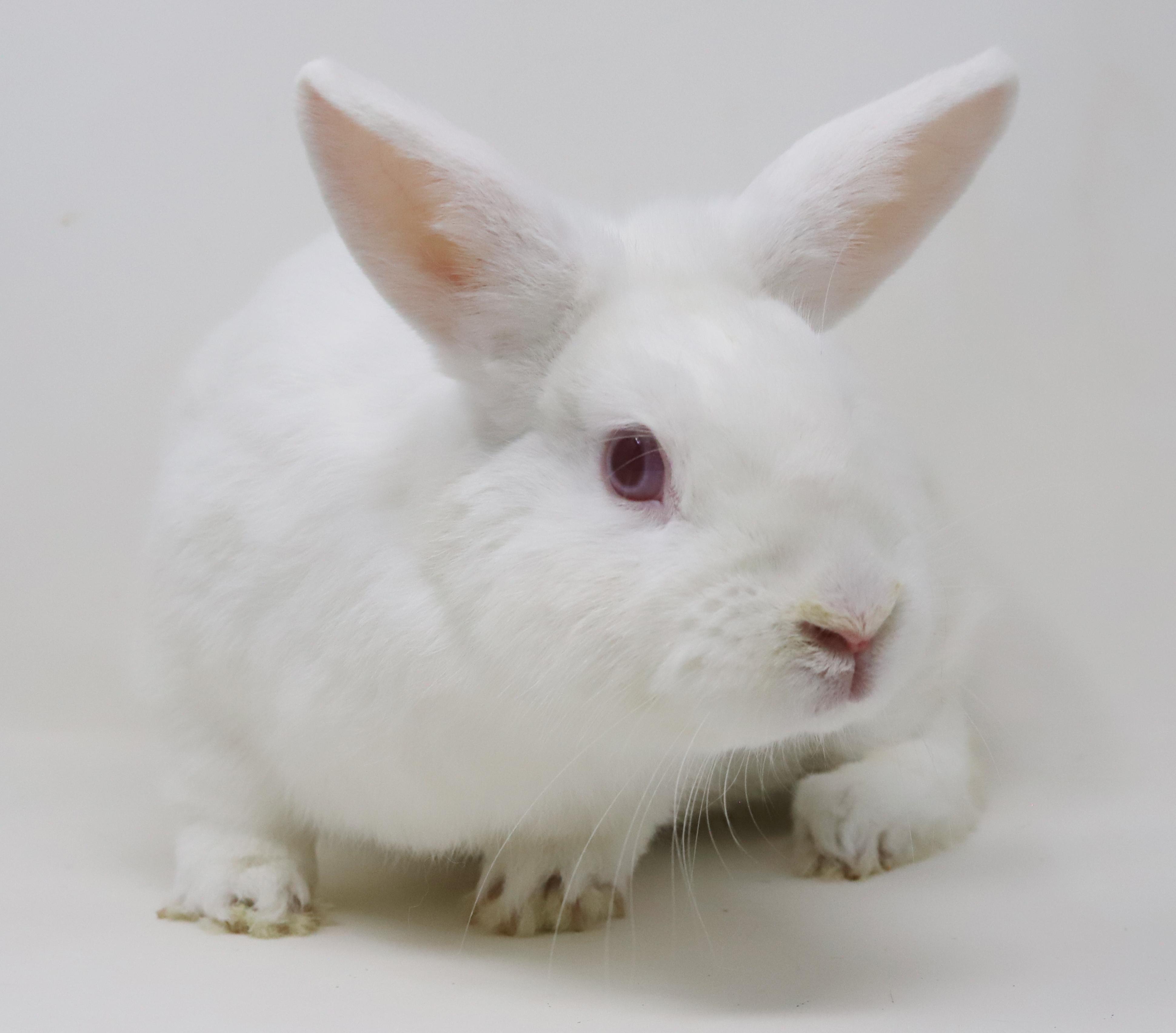 Enlarge Quinn is a doll and your future bff!  TEENY TINY THERAPY BUNNY!!  Neutered too!, a Adoptable Dwarf in Bedford Hills, NY image 2/6