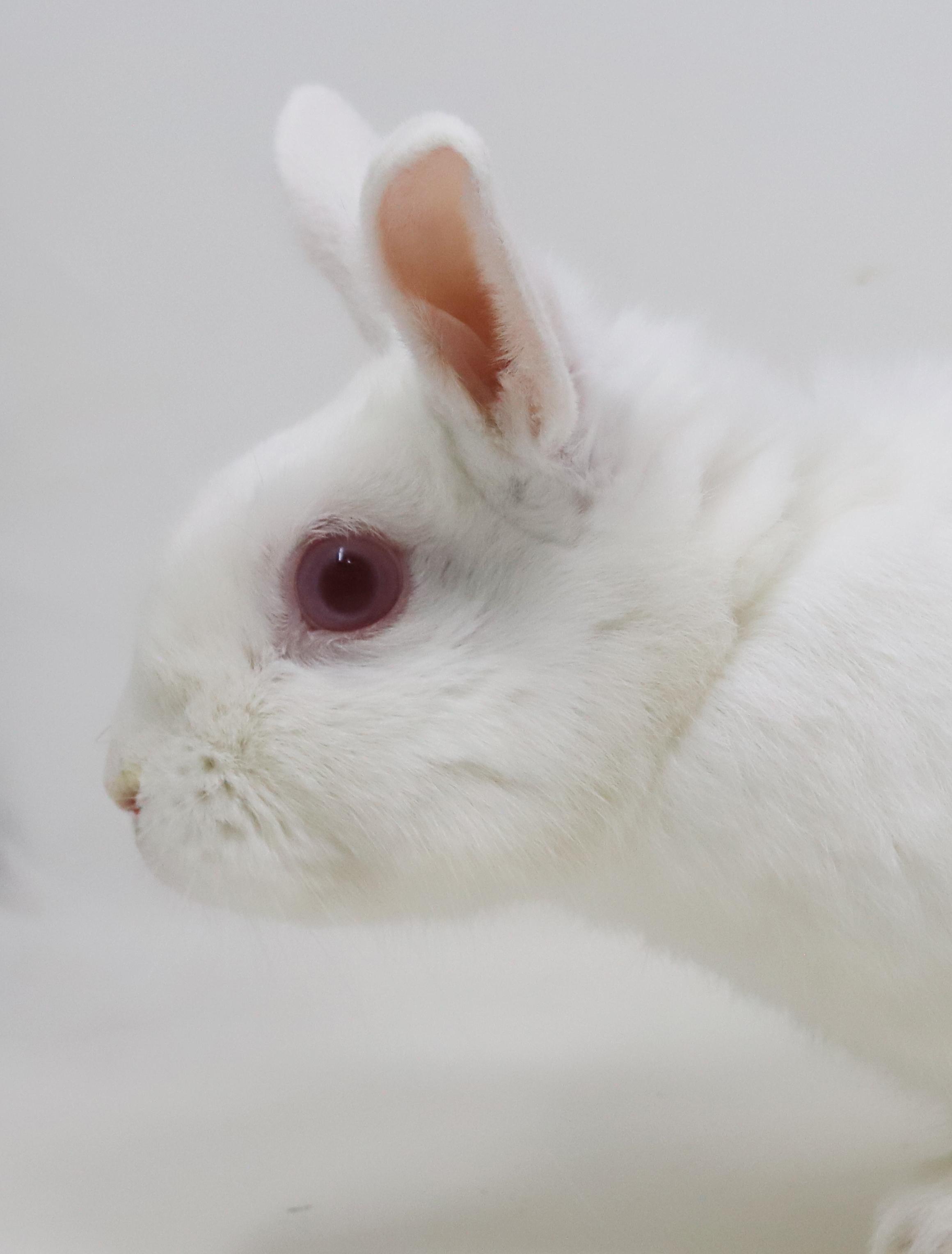 Enlarge Quinn is a doll and your future bff!  TEENY TINY THERAPY BUNNY!!  Neutered too!, a Adoptable Dwarf in Bedford Hills, NY image 3/6