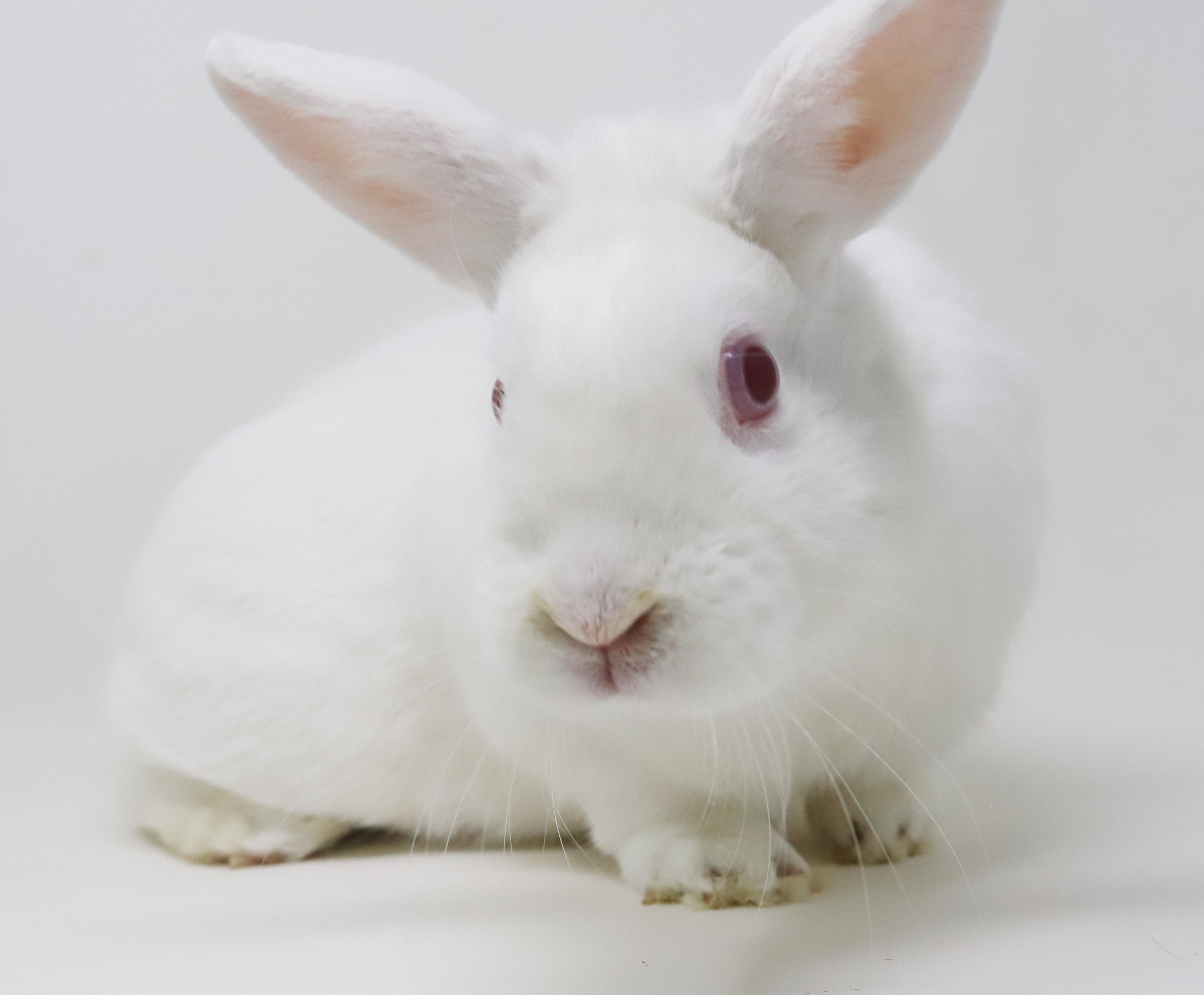 Enlarge Quinn is a doll and your future bff!  TEENY TINY THERAPY BUNNY!!  Neutered too!, a Adoptable Dwarf in Bedford Hills, NY image 5/6