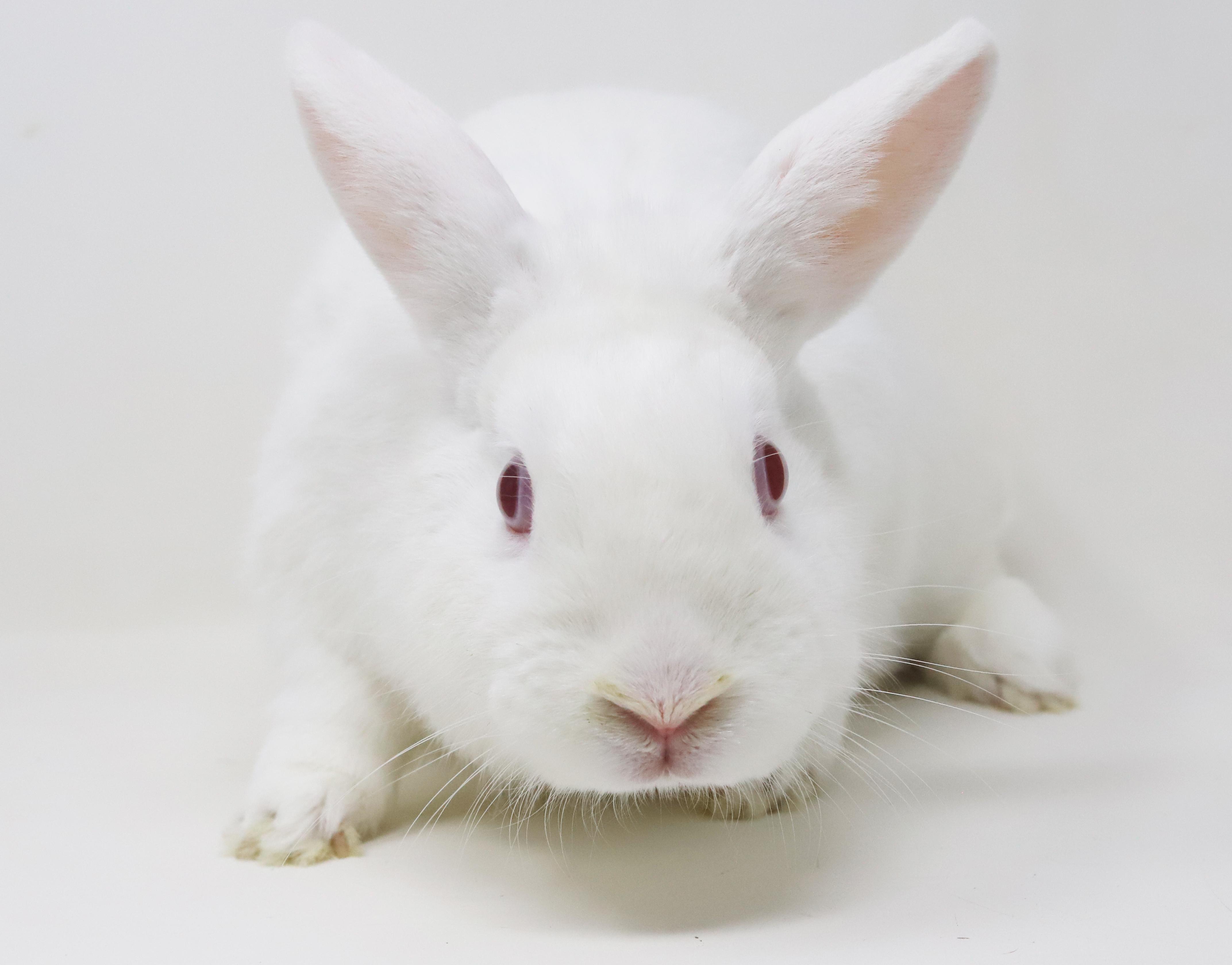 Enlarge Quinn is a doll and your future bff!  TEENY TINY THERAPY BUNNY!!  Neutered too!, a Adoptable Dwarf in Bedford Hills, NY image 1/6