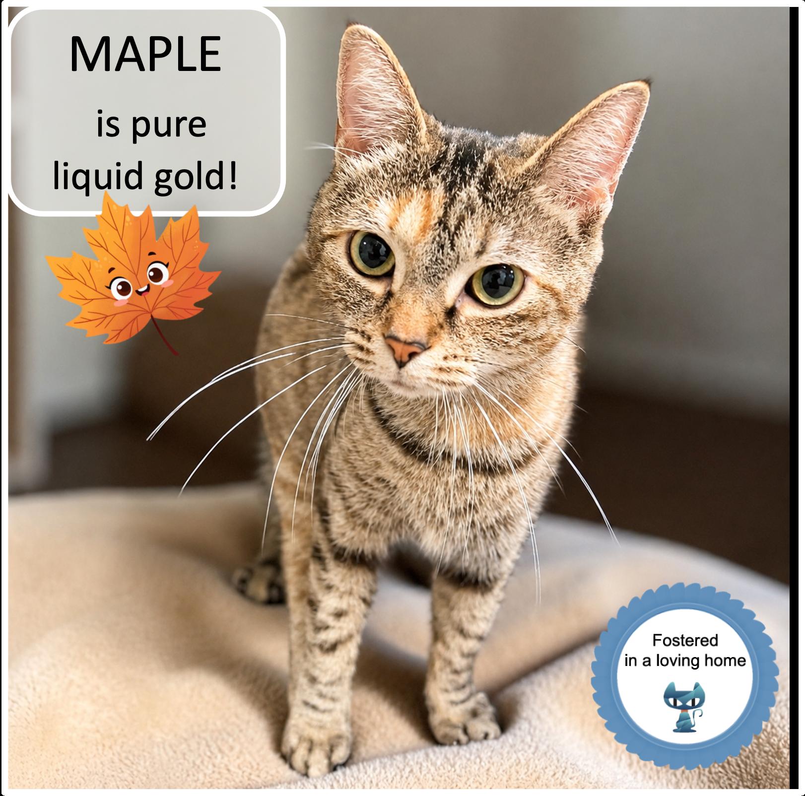 Enlarge Maple, a ADOPTABLE mixed breed in Cincinnati, OH image 1/4