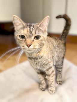 Enlarge Maple, a ADOPTABLE mixed breed in Cincinnati, OH image 2/4
