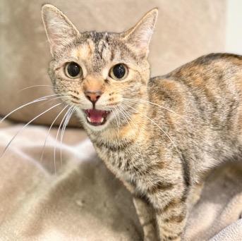 Enlarge Maple, a ADOPTABLE mixed breed in Cincinnati, OH image 3/4
