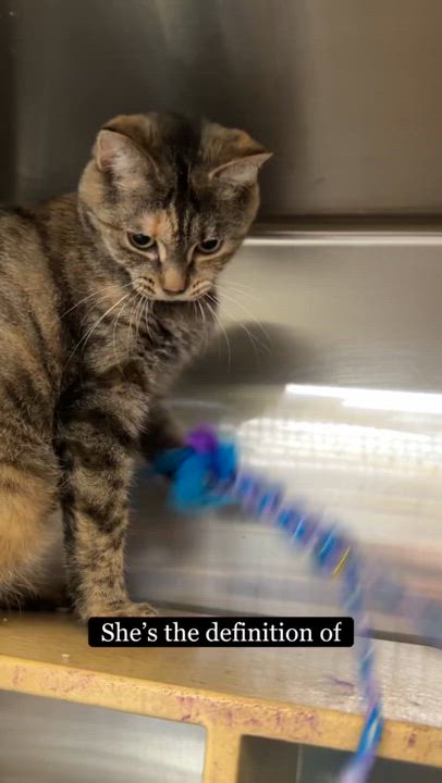 Enlarge Maple, a ADOPTABLE mixed breed in Cincinnati, OH video 4/4