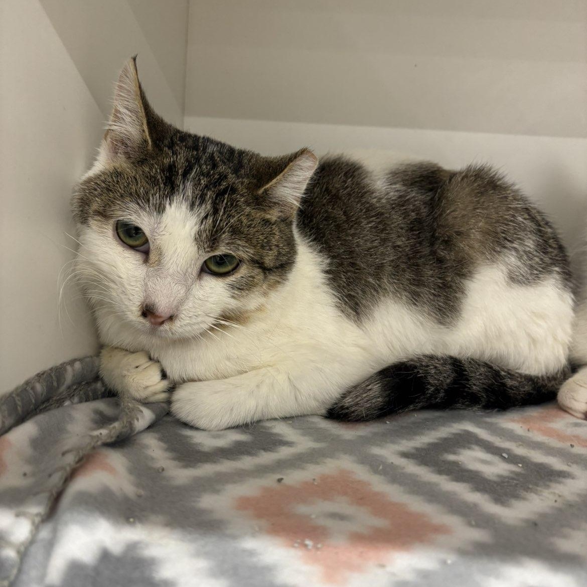 Enlarge Molly, a ADOPTABLE Domestic Short Hair in Pardeeville, WI image 5/5