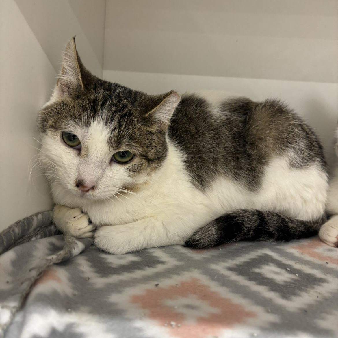 Enlarge Molly, a ADOPTABLE Domestic Short Hair in Pardeeville, WI image 3/5