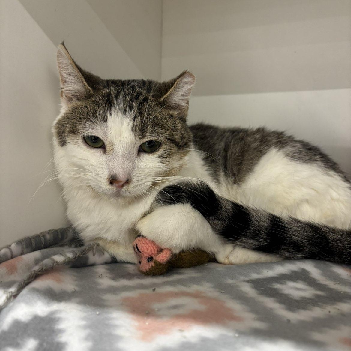 Enlarge Molly, a ADOPTABLE Domestic Short Hair in Pardeeville, WI image 4/5