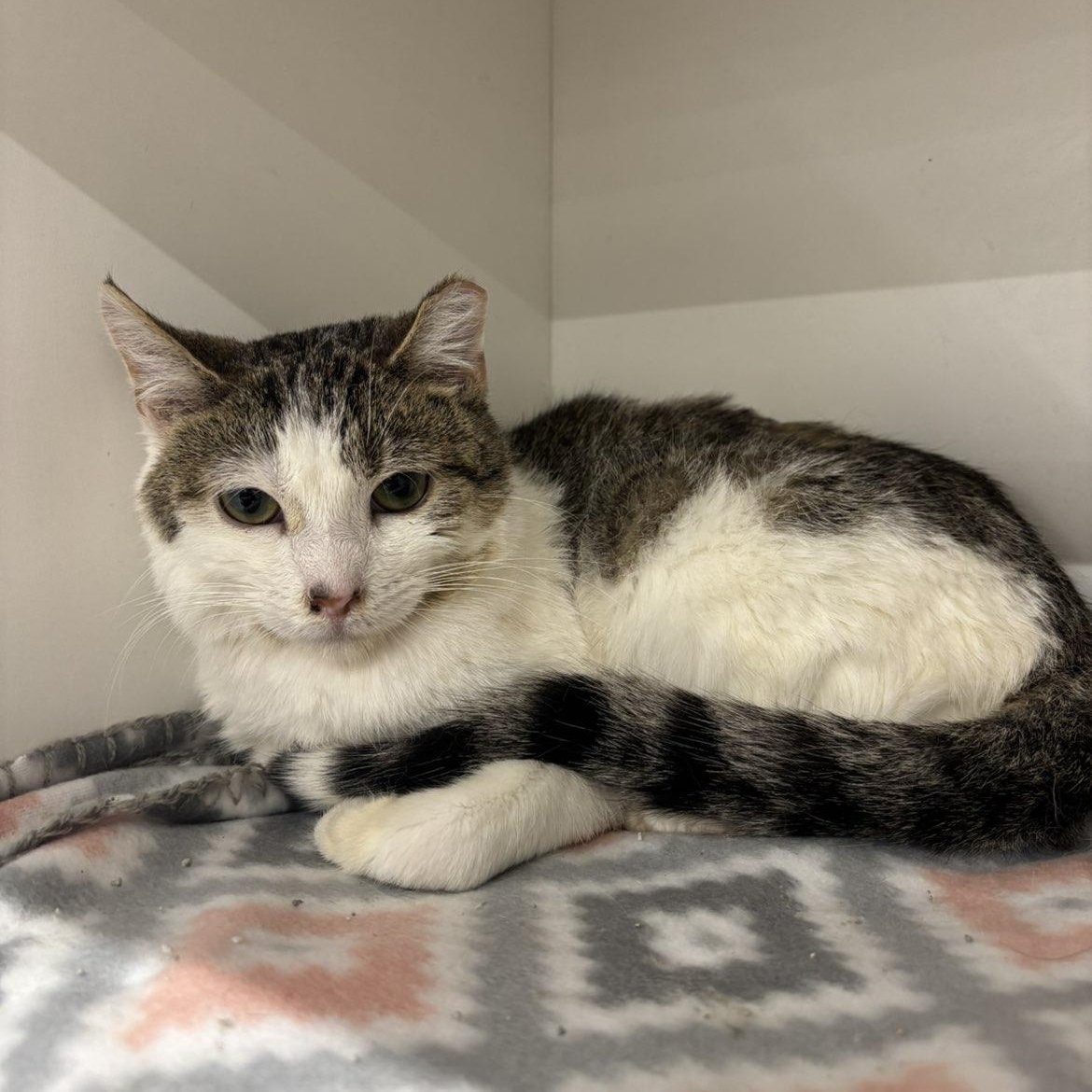 Molly, ADOPTABLE, Young Female Domestic Short Hair.