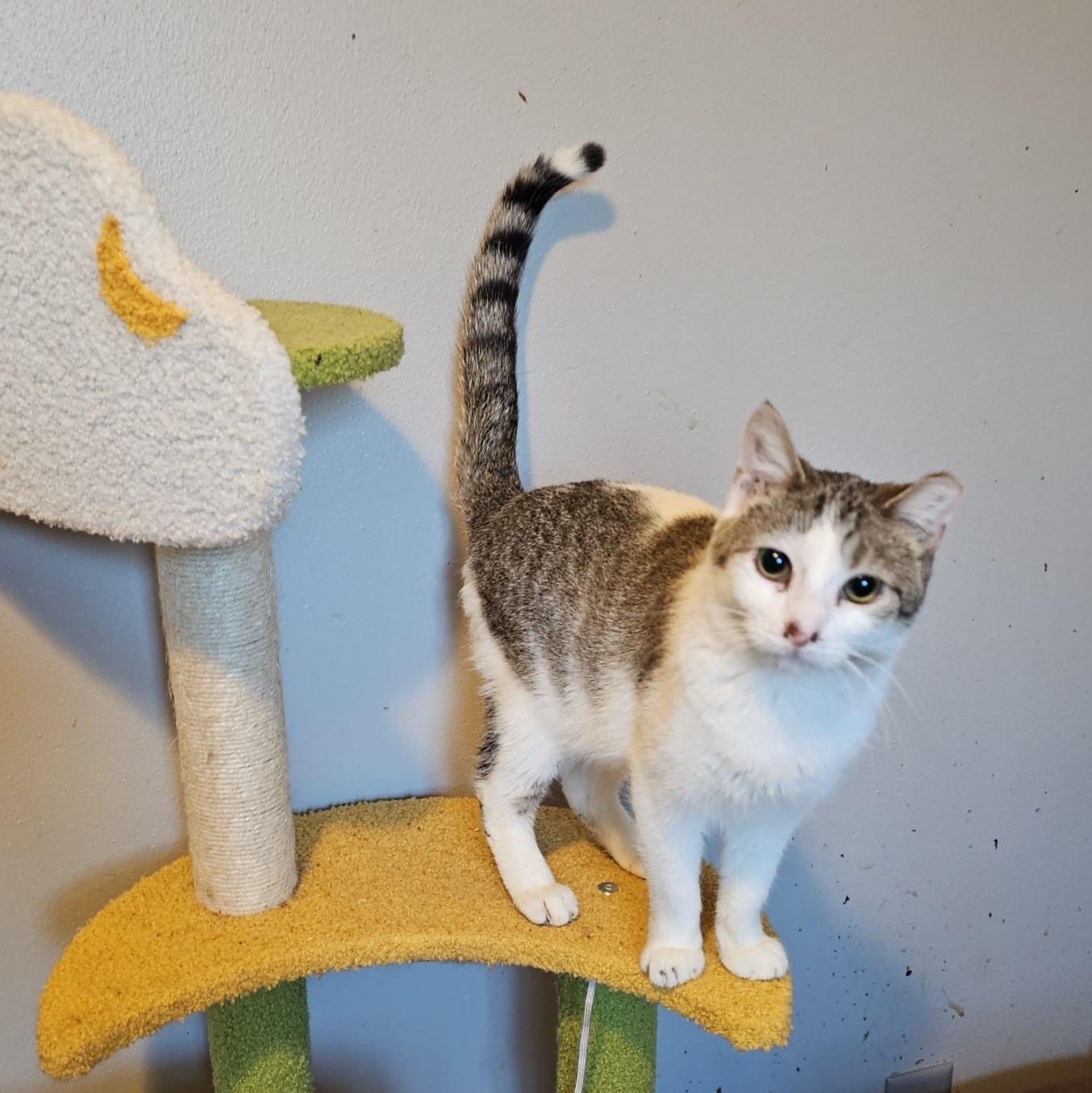 Molly, ADOPTABLE, Young Female Domestic Short Hair.