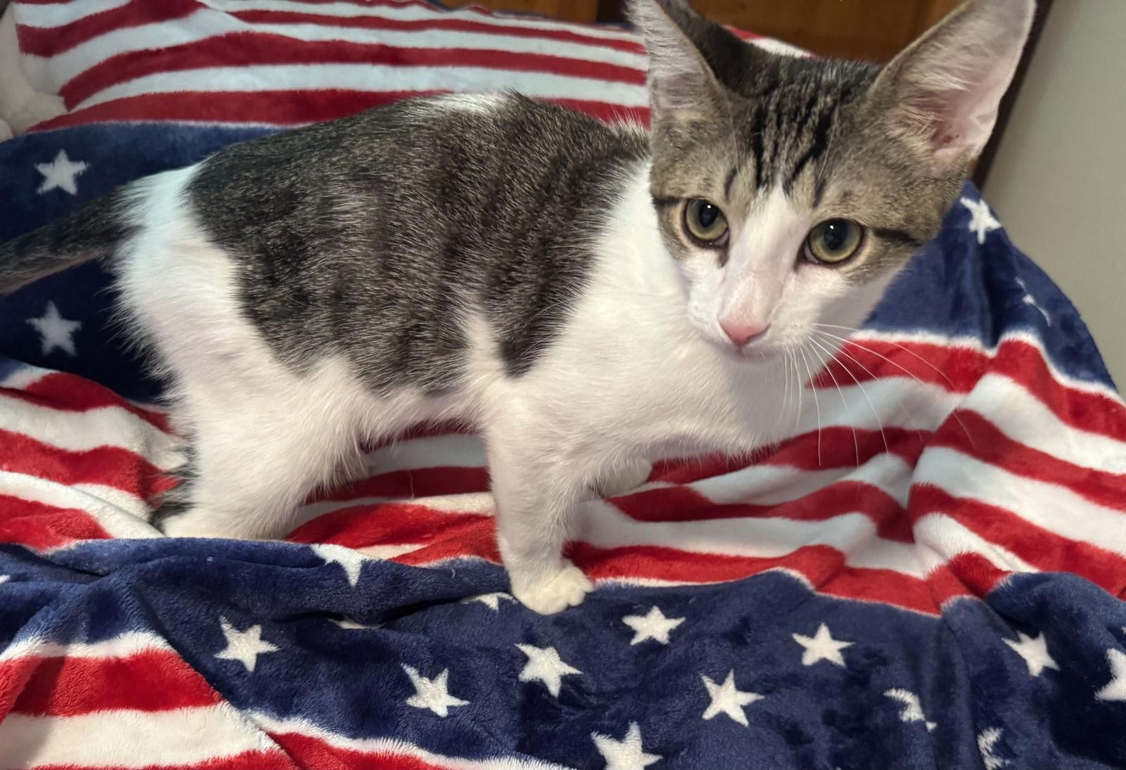 Thunder, a Adoptable Domestic Short Hair in Newtown Square, PA image 1/3