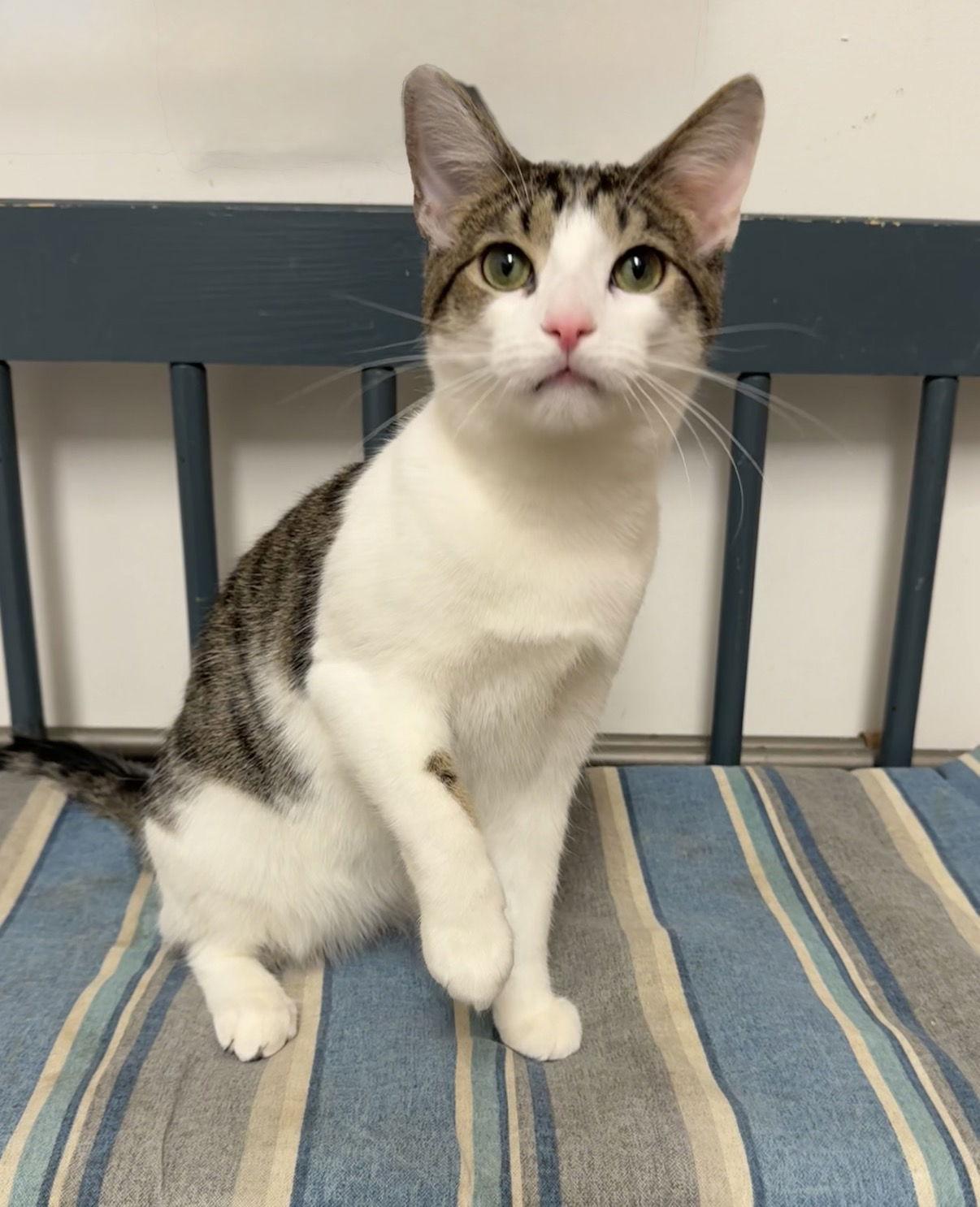 Thunder, a Adoptable Domestic Short Hair in Newtown Square, PA image 3/3