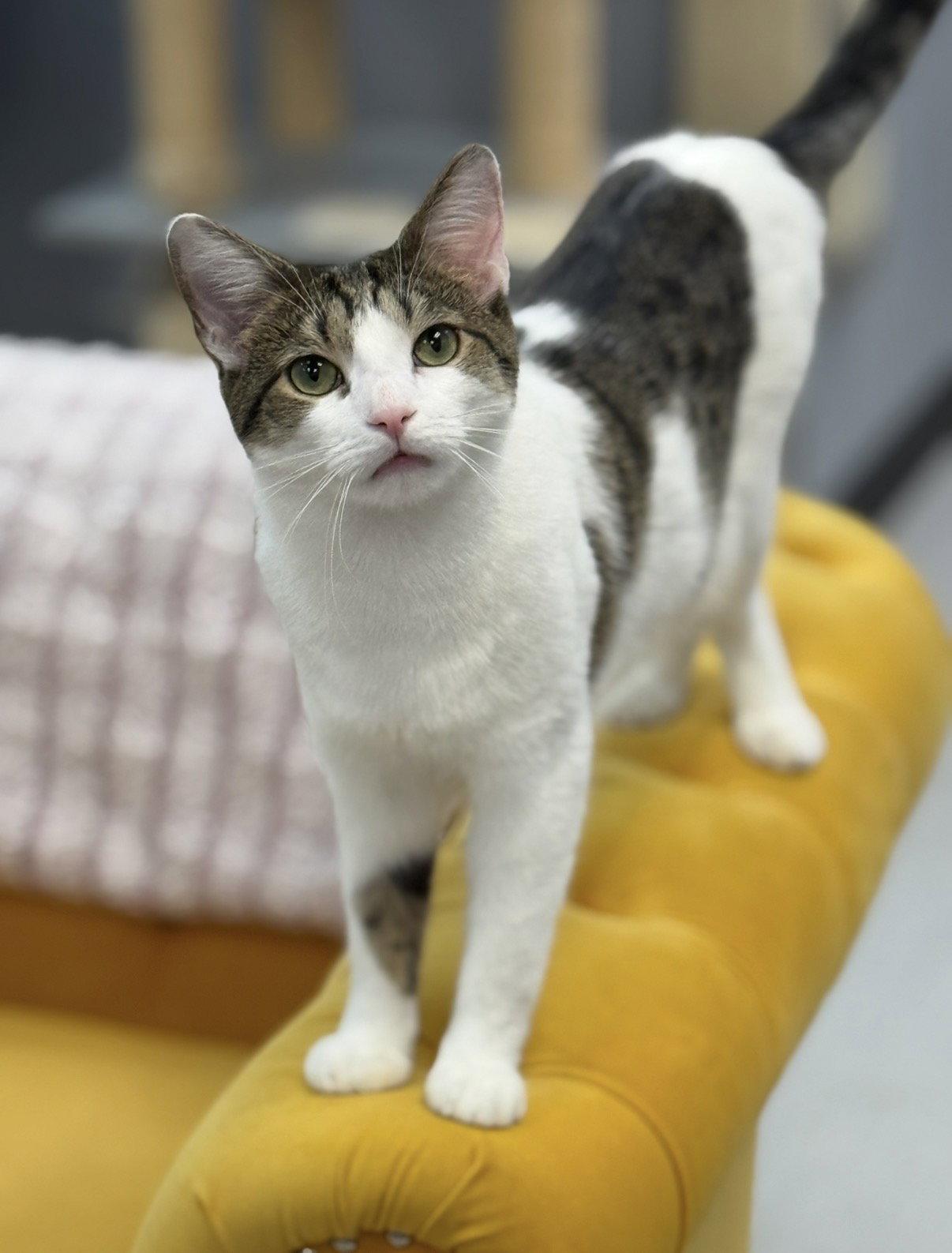 Enlarge Thunder, a Adoptable Domestic Short Hair in Newtown Square, PA image 1/3