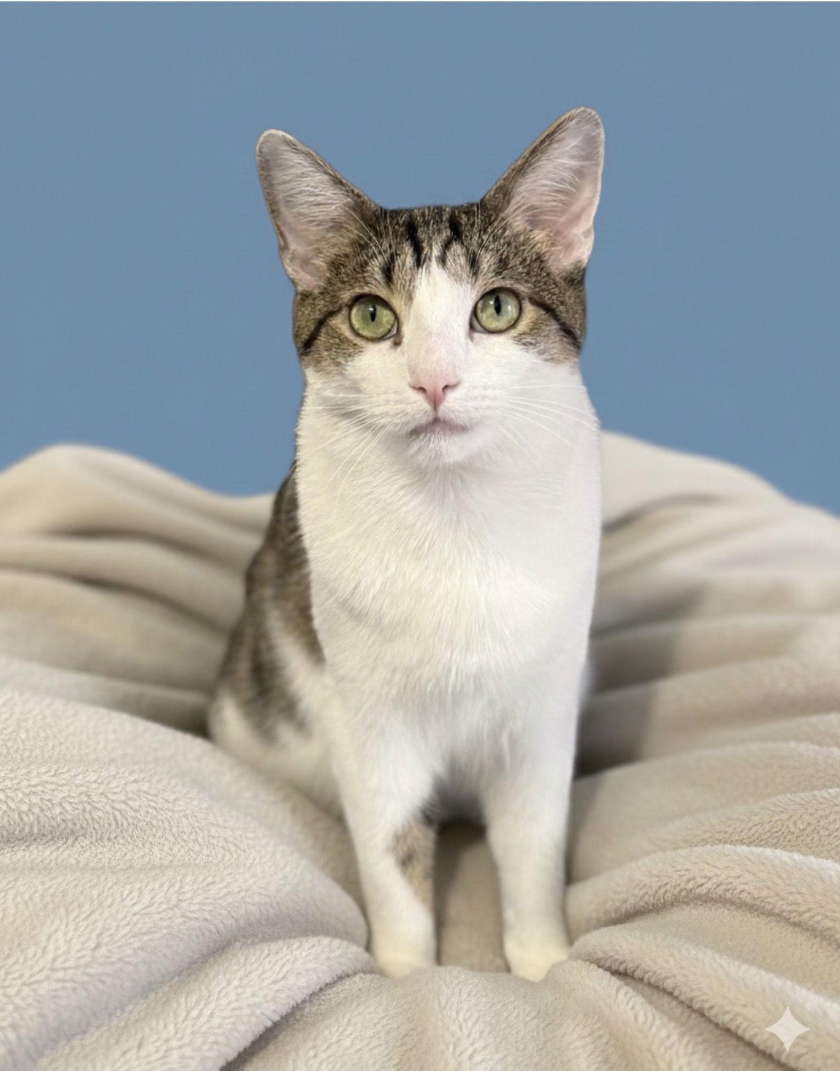 Enlarge Thunder, a Adoptable Domestic Short Hair in Newtown Square, PA image 2/3