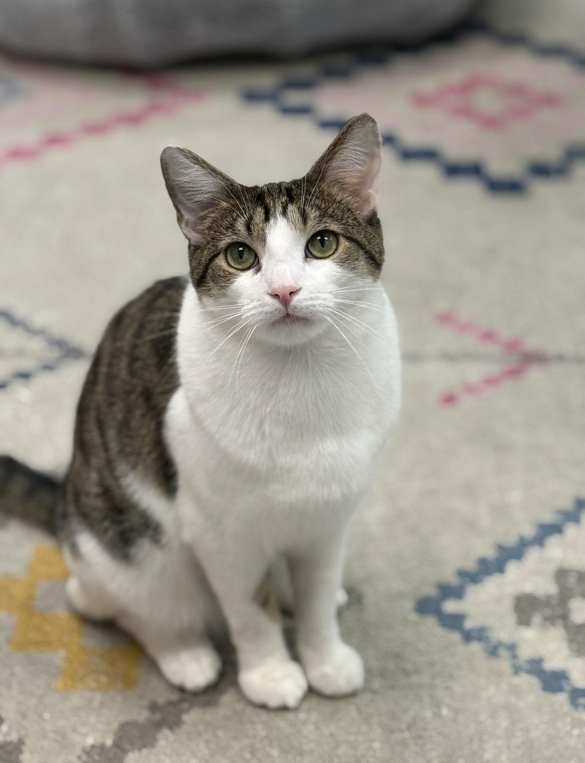 Enlarge Thunder, a Adoptable Domestic Short Hair in Newtown Square, PA image 3/3