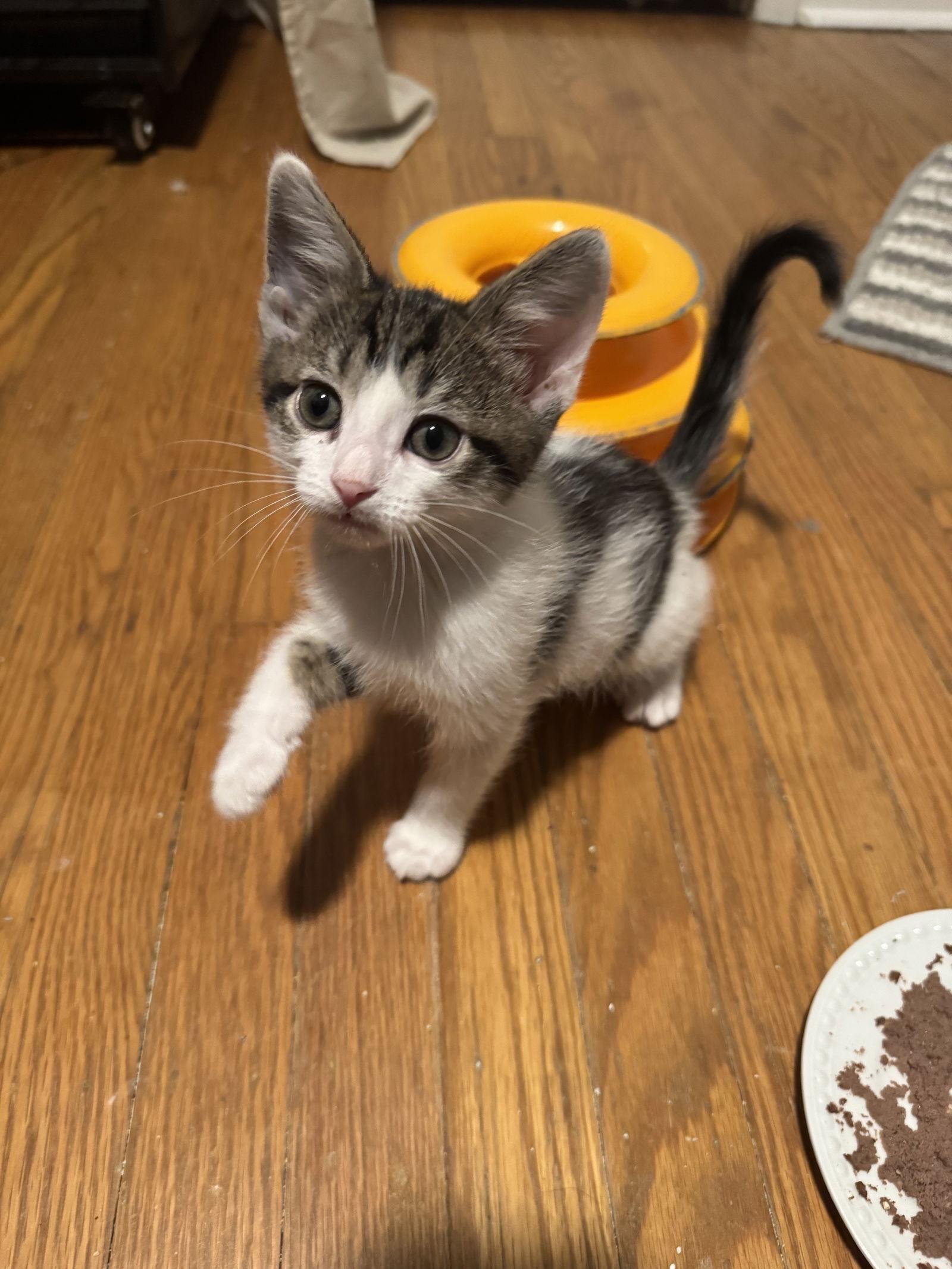 Thunder, a Adoptable Domestic Short Hair in Newtown Square, PA image 3/3