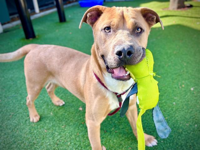 Enlarge JINU, a Adoptable mixed breed in Orlando, FL image 1/1