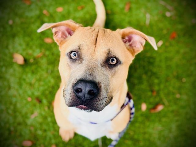 JINU, Adoptable, Young Male Labrador Retriever & Mixed Breed.