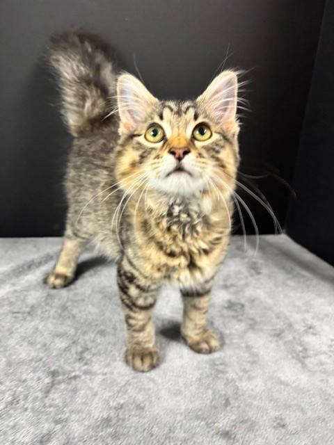 Burger, an adopted Domestic Short Hair in Hawk Point, MO image 2/4