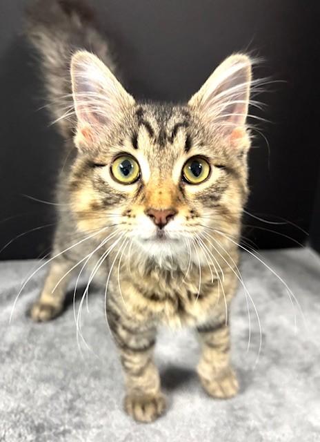 Burger, an adopted Domestic Short Hair in Hawk Point, MO image 3/4