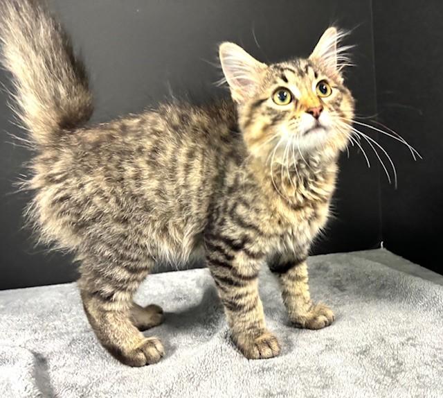 Burger, an adopted Domestic Short Hair in Hawk Point, MO image 4/4