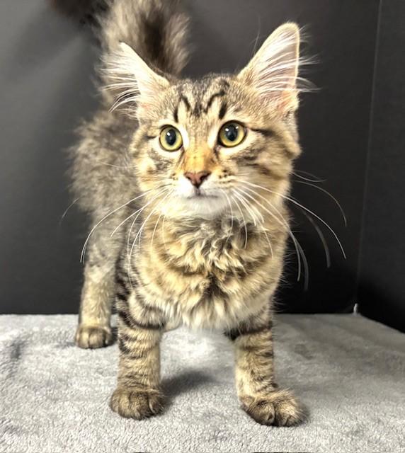 Burger, adopted, Kitten Male Domestic Short Hair.