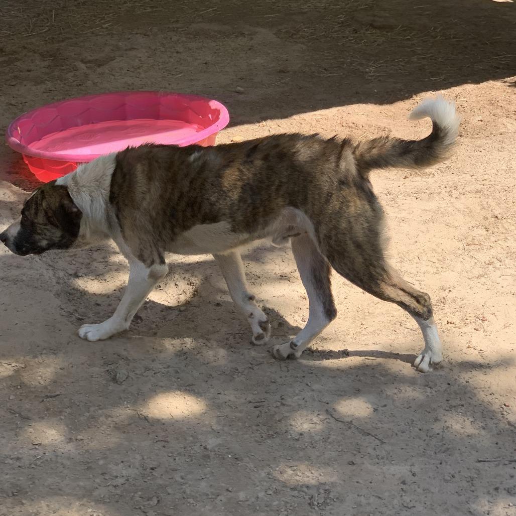Beathoven, Adoptable, Adult Male Anatolian Shepherd.