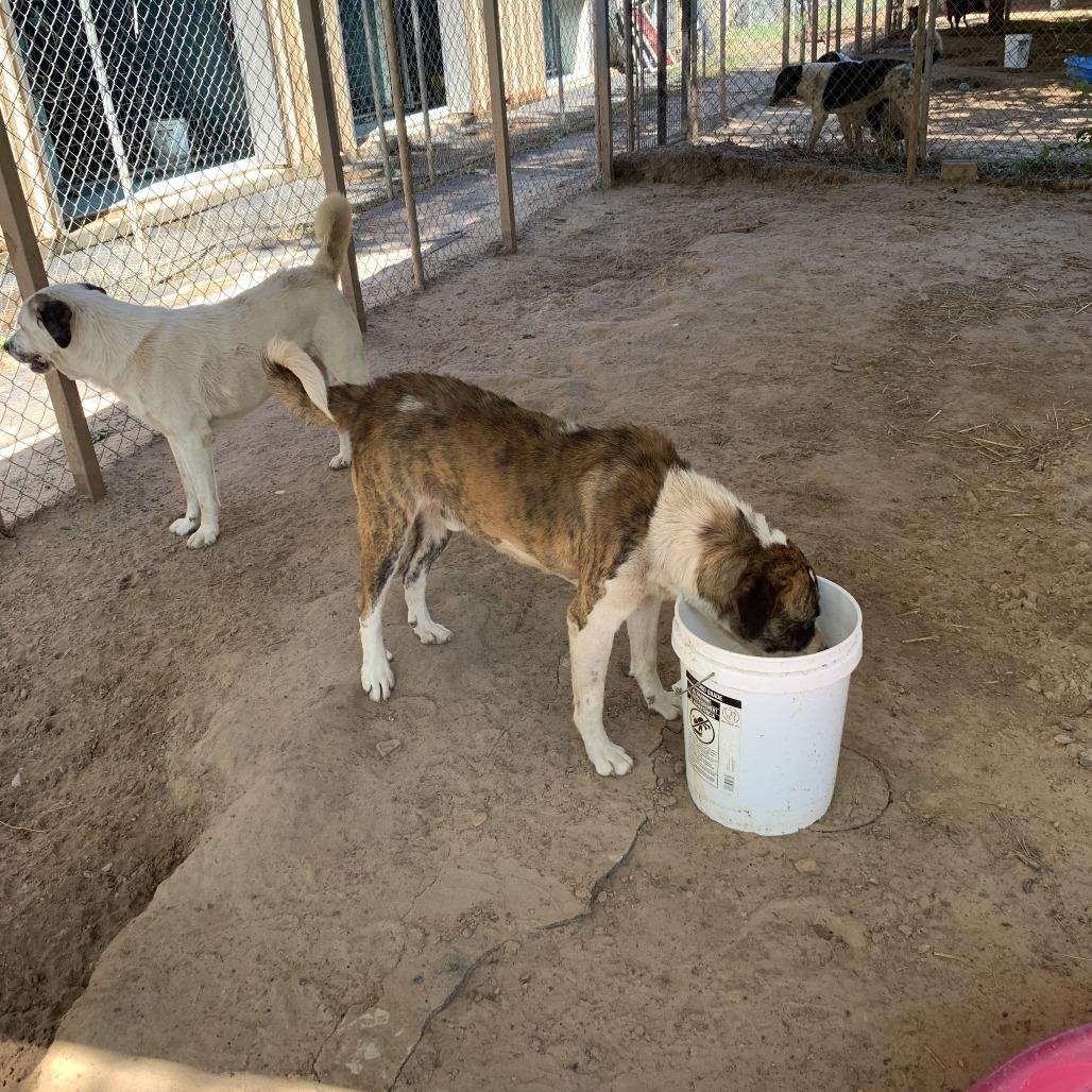 Enlarge Beathoven, a Adoptable Anatolian Shepherd in Hearne, TX image 2/3