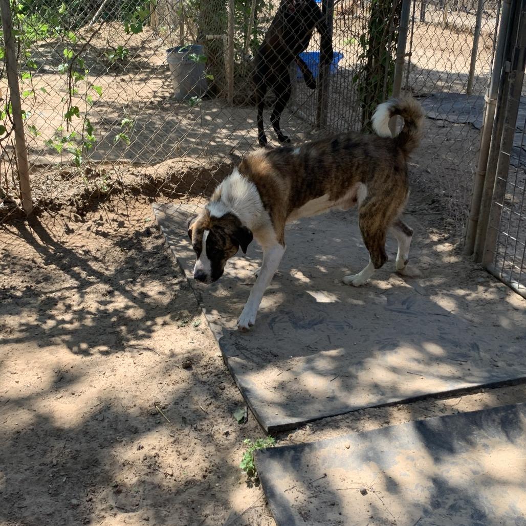 Enlarge Beathoven, a Adoptable Anatolian Shepherd in Hearne, TX image 3/3
