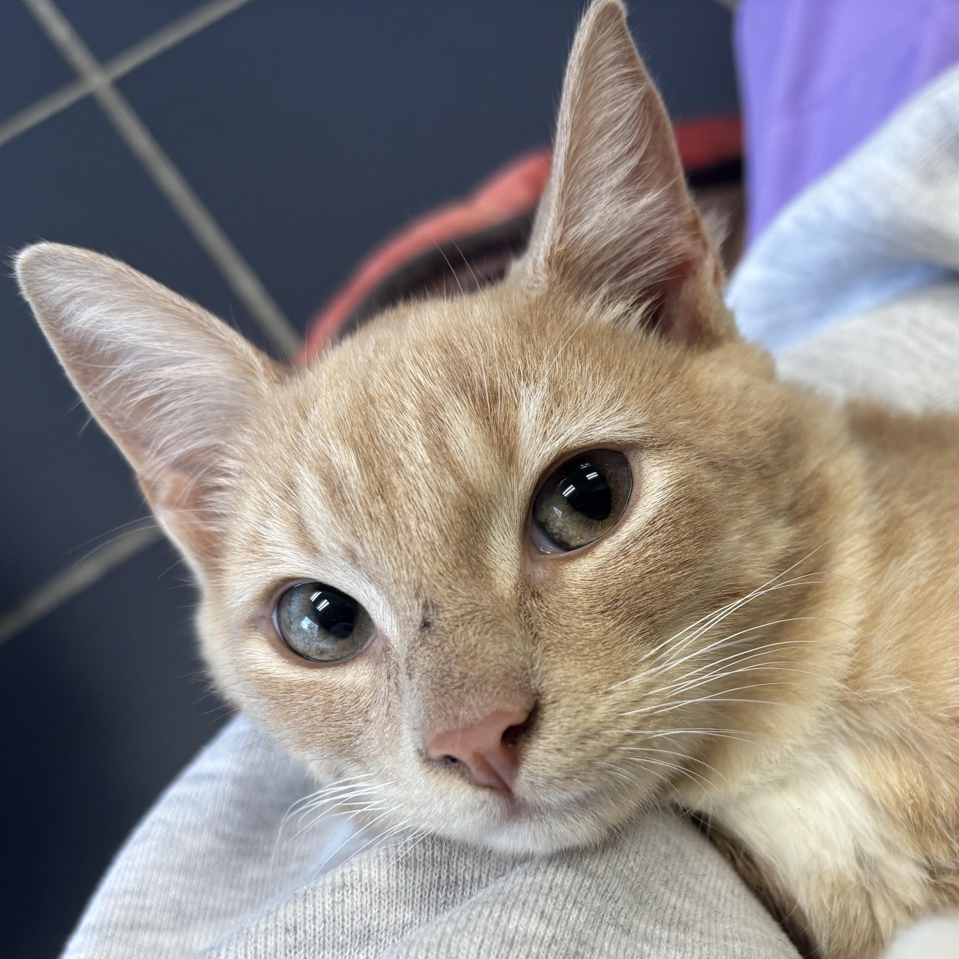 Jerry, Adopted, Kitten Male Domestic Short Hair.