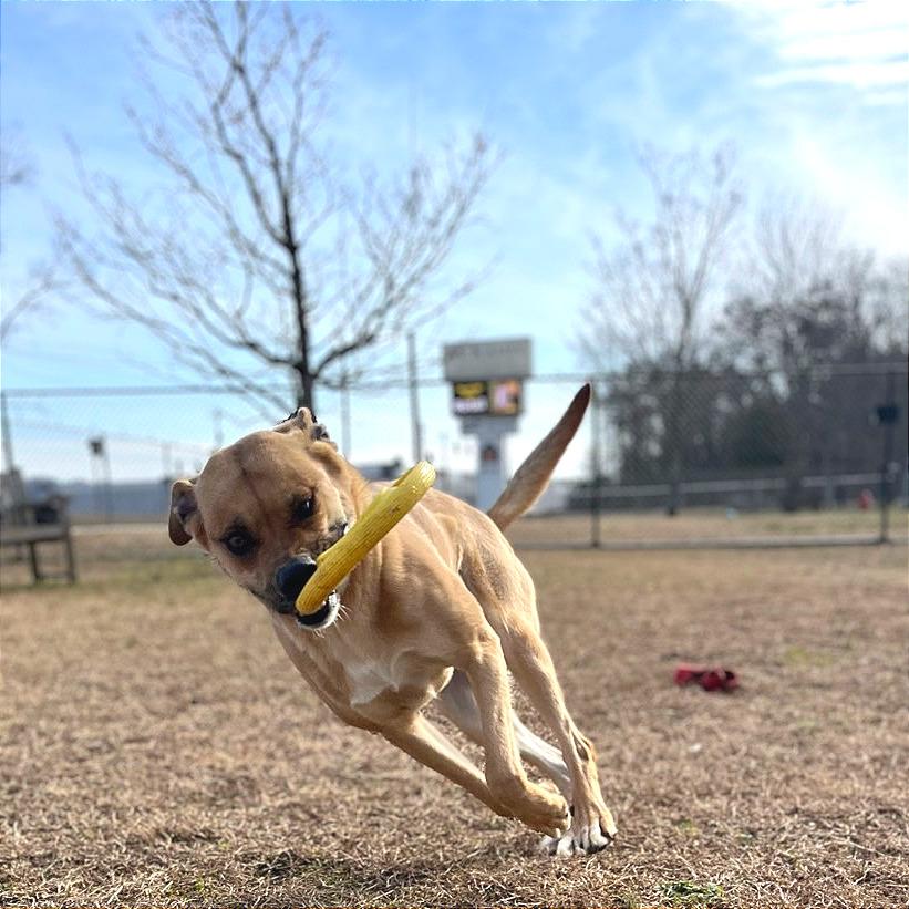 May May, Adoptable, Adult Female Mixed Breed.