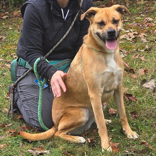 Mayhem (May May), a Adoptable Mixed Breed in Chattanooga, TN image 2/6