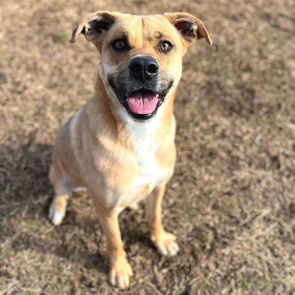Enlarge May May, a Adoptable Mixed Breed in Chattanooga, TN image 3/6
