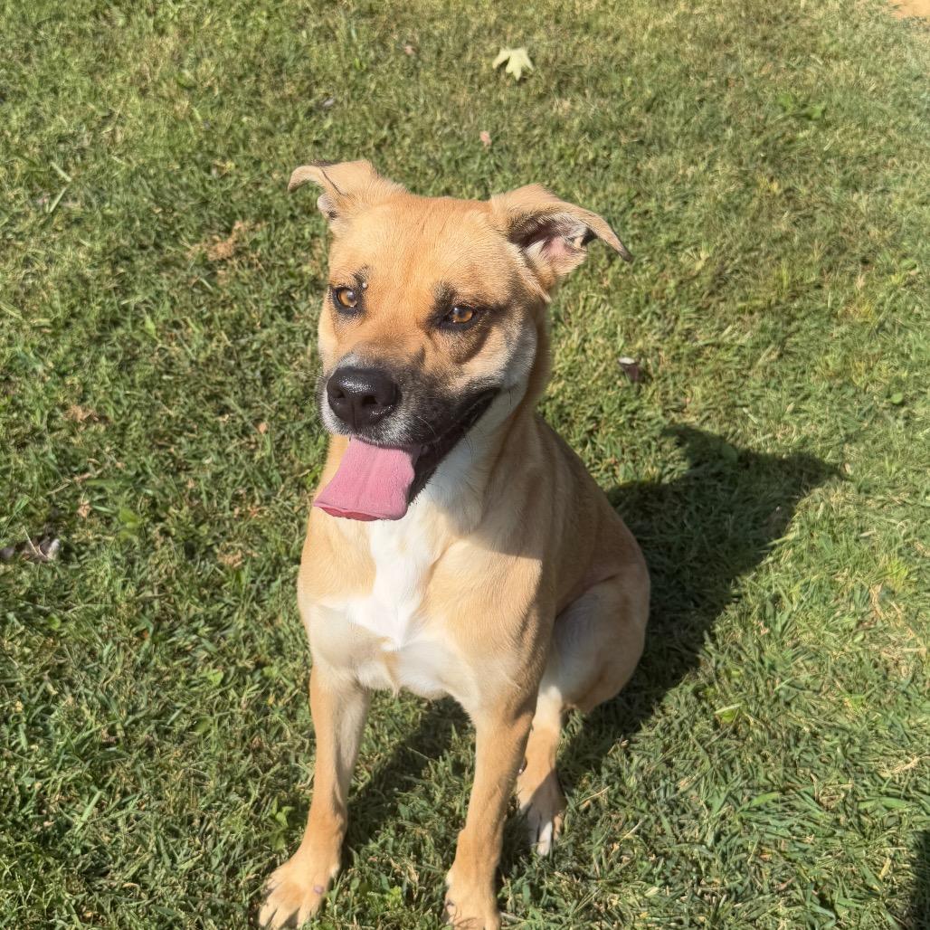 Mayhem (May May), a Adoptable Mixed Breed in Chattanooga, TN image 3/6