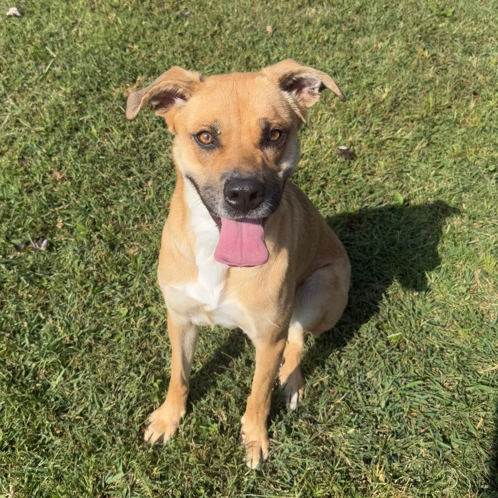 Mayhem (May May), a Adoptable Mixed Breed in Chattanooga, TN image 4/6