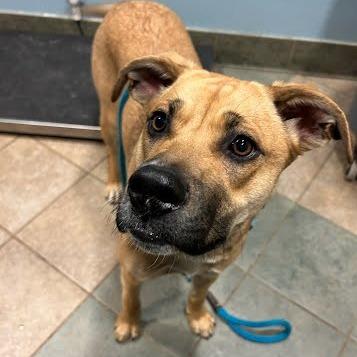Mayhem (May May), a Adoptable Mixed Breed in Chattanooga, TN image 5/6
